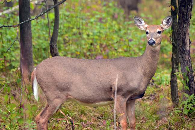 Locate-Mature-Bucks