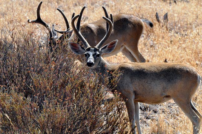Non-Resident-Hunters-Lead
