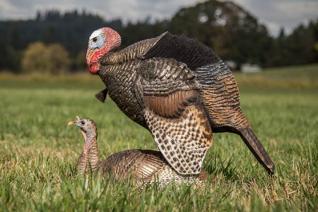 Dave-Smith-Decoys-Mating-Motion-Pair