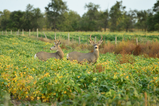 Bowhunting-Trips-Deer
