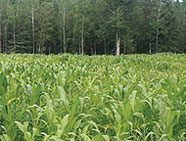 Planting Food Plots Without Implements