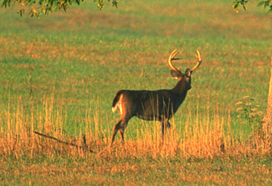 Three Keys to Deer-Hunting Success: Location, Location, Location