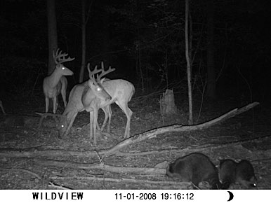 Tactics For Managing Whitetail Hunting Information