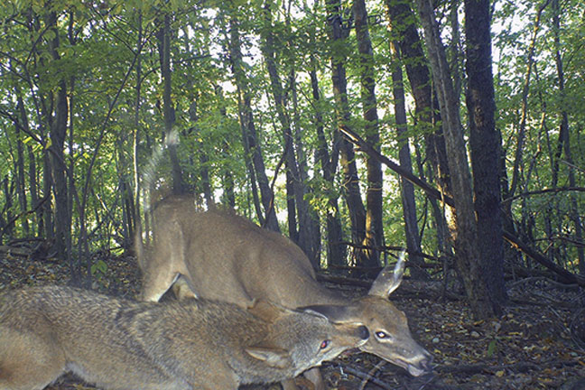 fawn-predation-and-whitetail