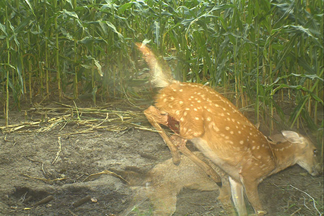 predator-control-and-whitetail-survival