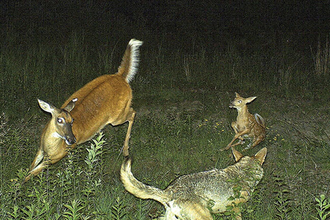 predator-control-featured
