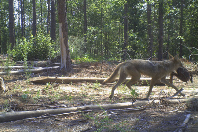 predator-control-for-whitetail