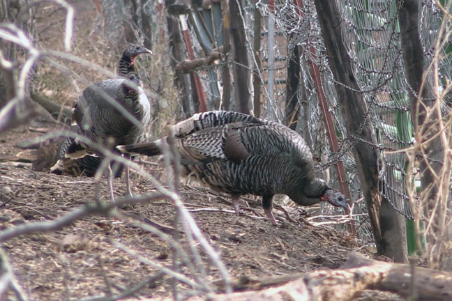 Bowhunting-Turkey-tactics