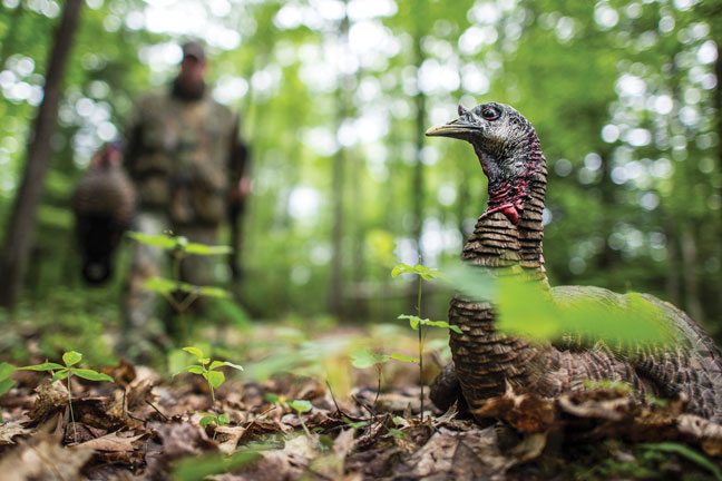 how-to-call-turkeys-like-a-professional