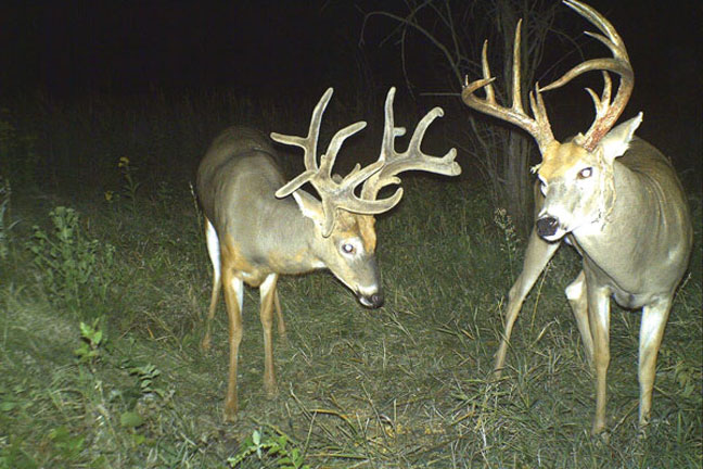 antler-growth-begins-now