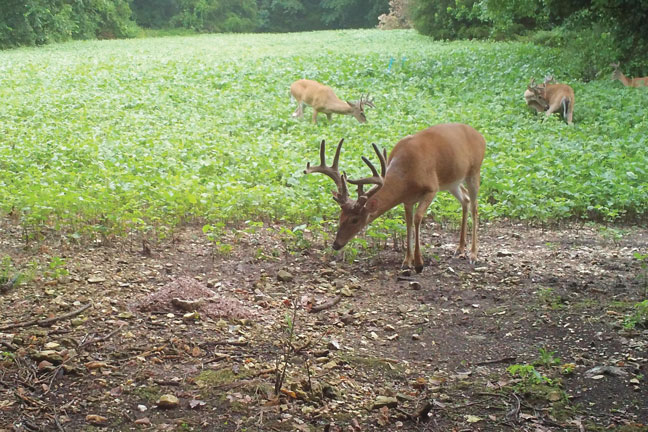 whitetail-antler-nutrition-facts