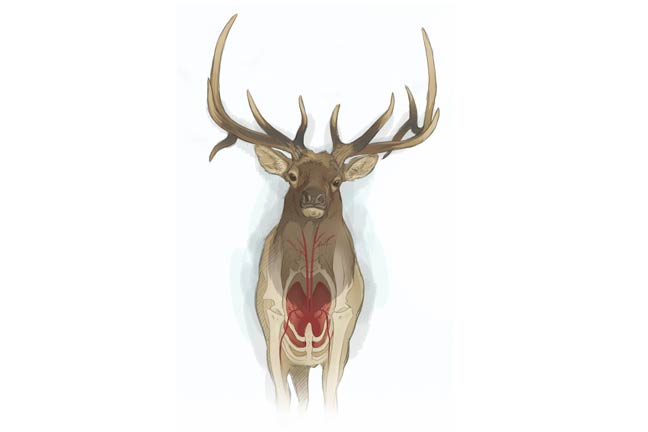 bowhunting-elk-frontal-shot