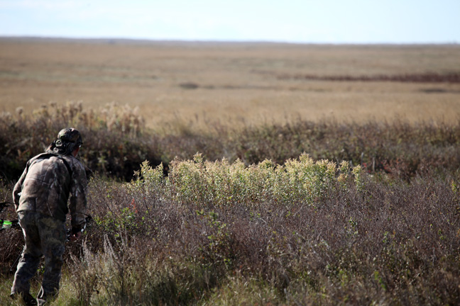 Prairie-Mule-Deer
