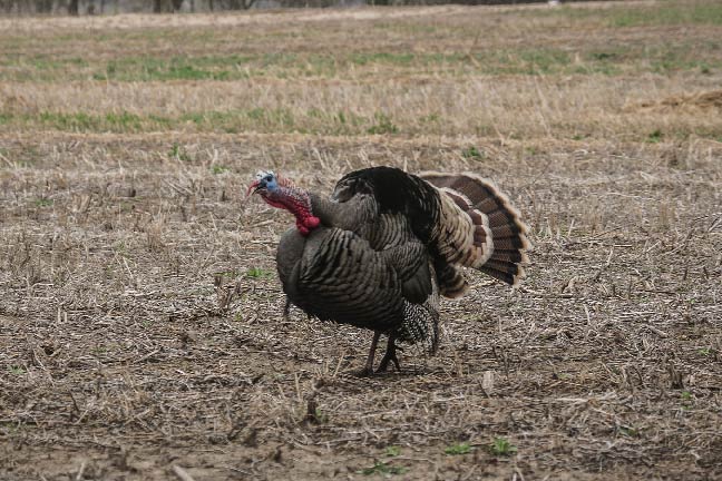 Turkey-Gobble-Alex