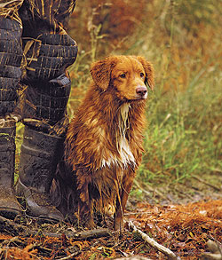 The Nova Scotia Duck Tolling Retriever
