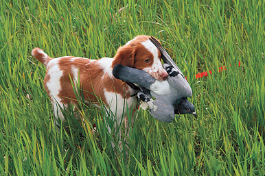 Birds First: Tips for Introducing Your Gun Dog Puppy to Birds