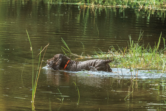 Spaniel-Training-in-Warm-Weather