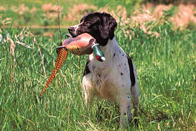 Spaniel Training in Warmer Weather