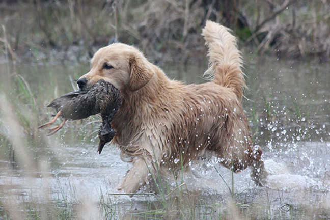 Warm Weather Retriever Training