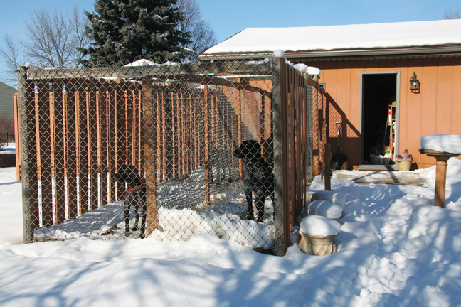 How To Build The Perfect Dog Kennel