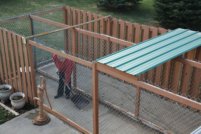 Fence Options for Dog Kennels