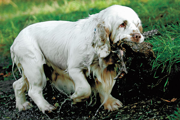 Clumber Spaniel
