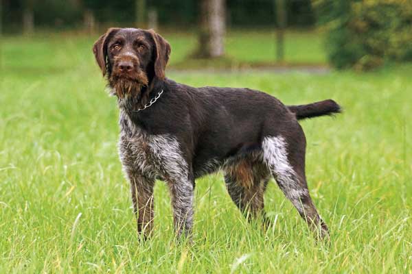 Why You Should Consider German Breeds for Your Next Gun Dog