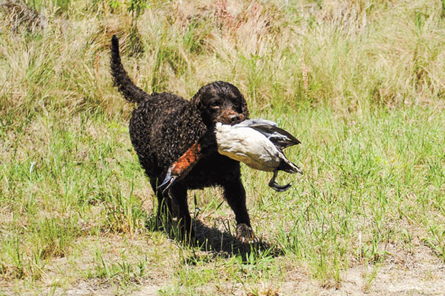 Increasing_prey_drive_in_hunting_dogs