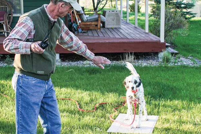 Pointing dog training tips