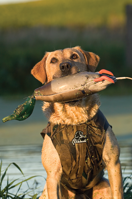 Dokken Dead Fowl Trainer