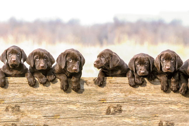 Bloodlines, Puppy Bloodline