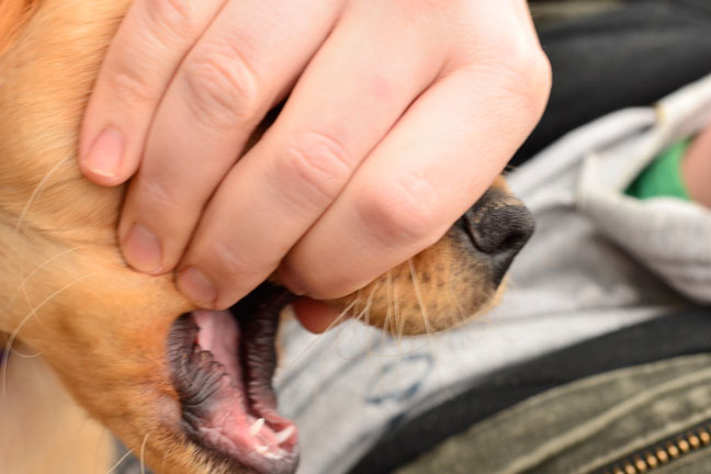 How to fix puppy biting