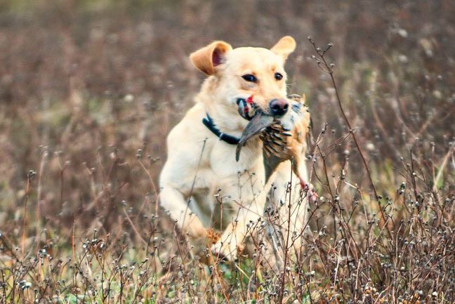 Treating a Poisoned Dog