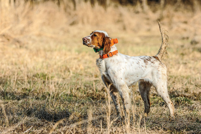 2016 E-Collars for Gun Dog's