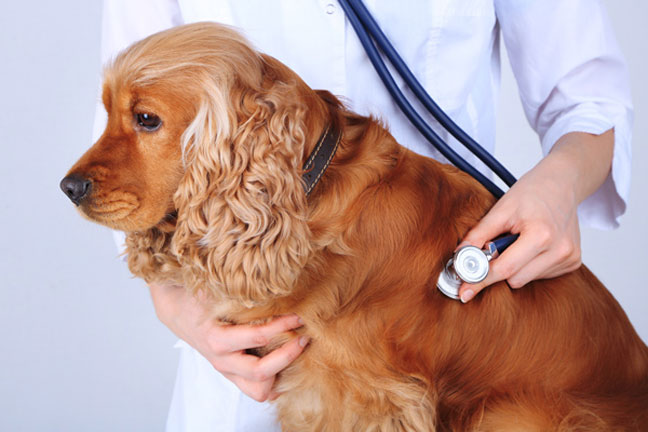 Dog diseases