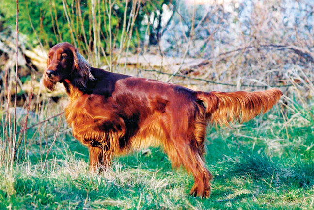 Hunting Dogs can be Show Dogs