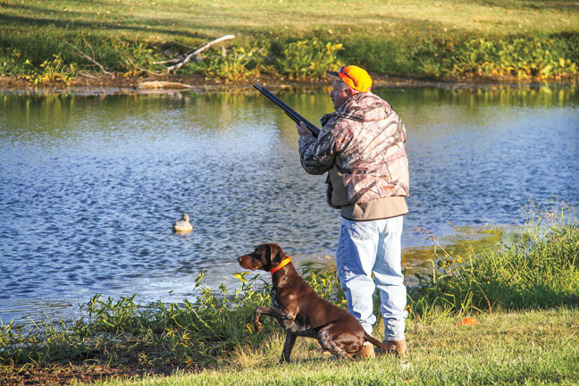 Training Dogs at the NAVHDA