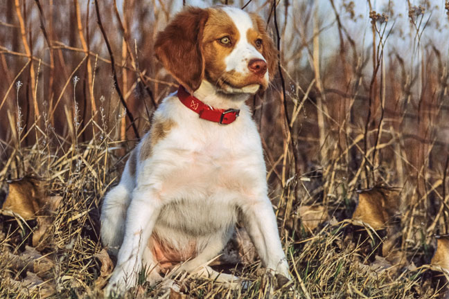 Teaching a Dog to Sit