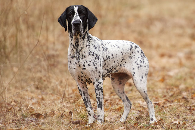 The Braque d'Auvergne breed profile