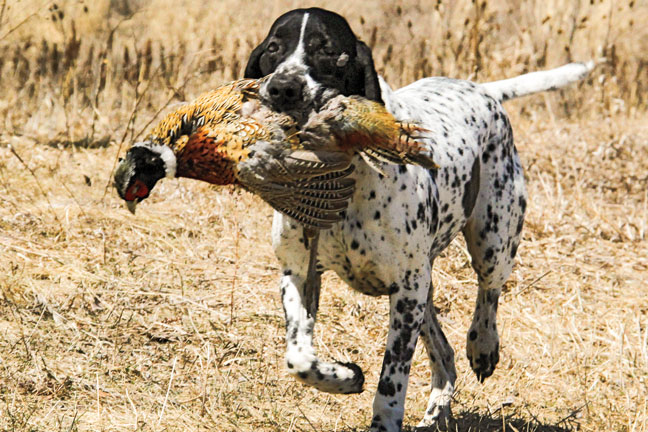 The Braque d'Auvergne breed