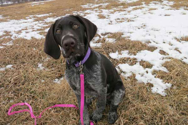Train Your Dog to Sit
