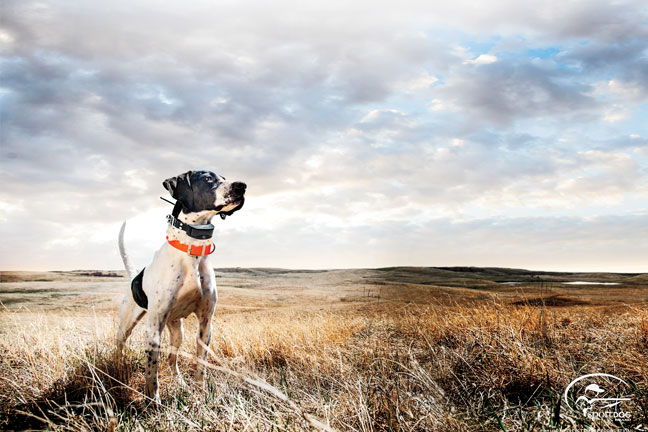 Understanding E-Collar Stimulation Levels