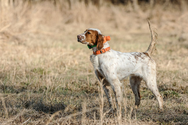 Understanding-Proper-E-Collar-Stimulation-Levels