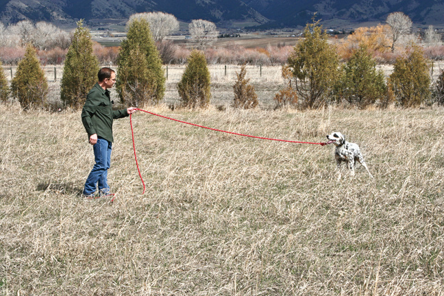 Teaching Your Dog the Whoa Command