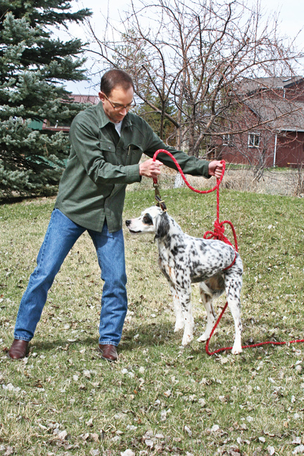 Teaching-a-gun-dog-whoa-command
