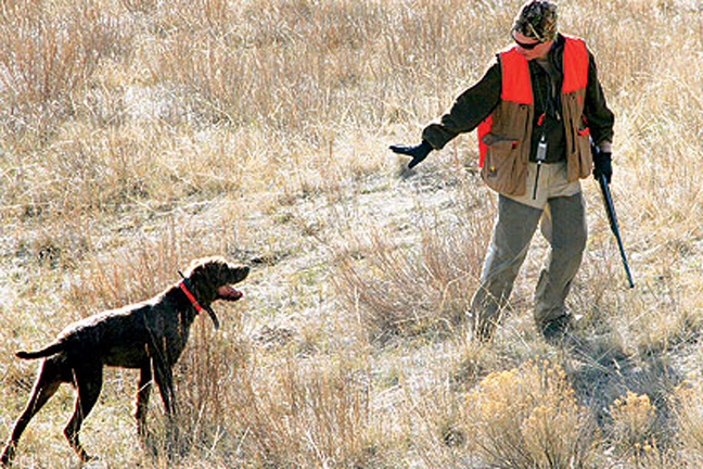 Training-your-grouse-dog-properly