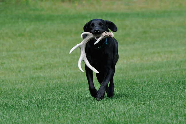Best Bird Dog Training Tips