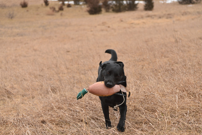 Best Training Tips for a Young Bird Dog