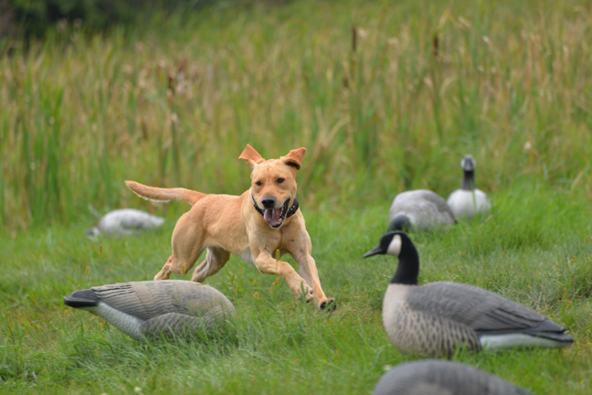 Challenging a Young Bird Dog