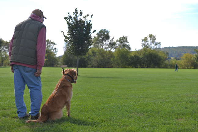 Great Tips for Training a Young Bird Dog